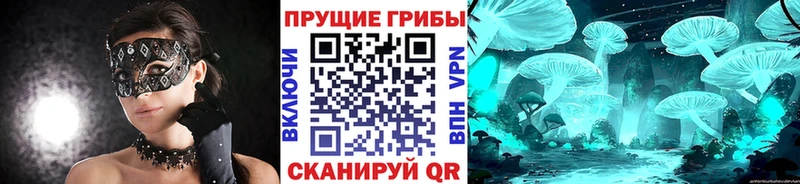 OMG сайт  Медвежьегорск  Псилоцибиновые грибы Cubensis 
